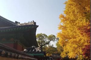  韩国成均馆大学研究生