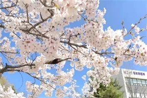 韩国忠南大学专升本