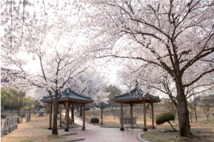 韩国大邱大学研究生