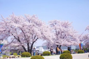 韩国京畿大学专升本