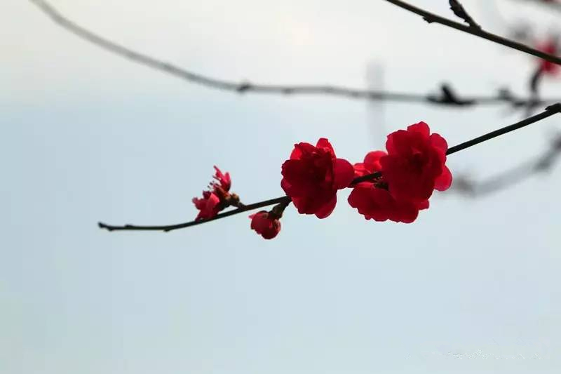 ΢ͼƬ_20170411092146_.jpg