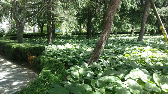 ����������ѧУ԰��������