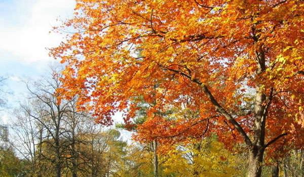 林业经济信息管理专业是文科还是理科