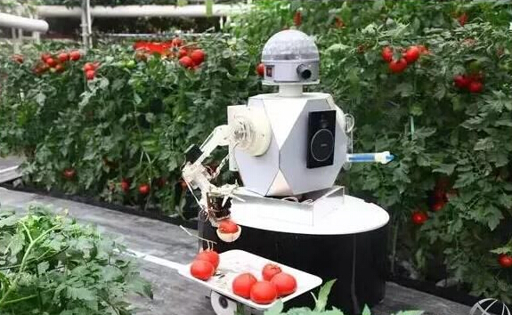 你吃的蔬菜水果可能是机器人采摘的!