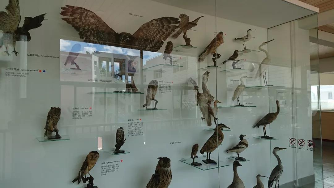 北京师范大学亚太实验学校 |你知道吗,这里有座博物馆!