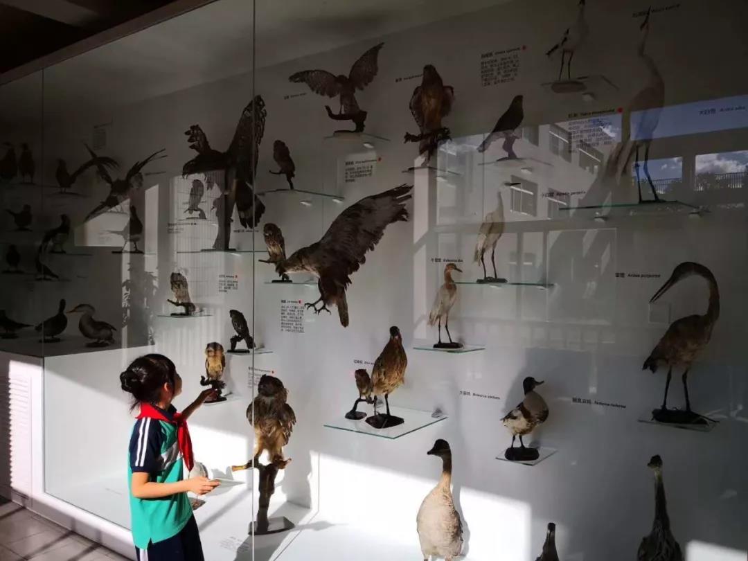 北京师范大学亚太实验学校 |你知道吗,这里有座博物馆!