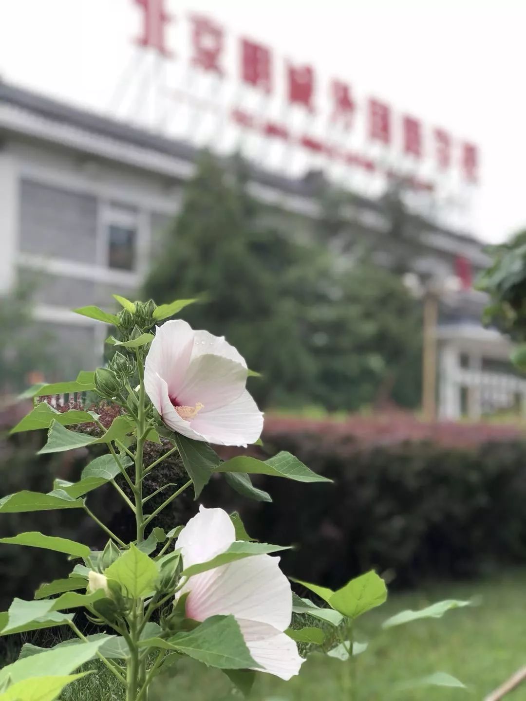 北京明诚外国语学校