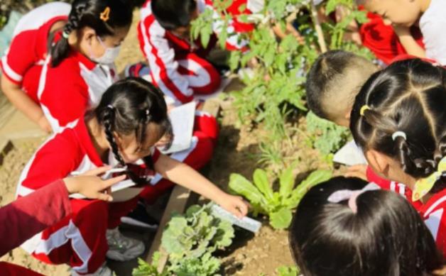 “同种子一起成长”北京中加学校小学部科任组学科实践活动