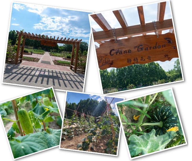 北京市朝阳区凯文学校种植园