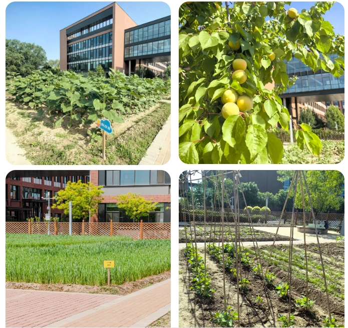 北京市朝阳区凯文学校种植园
