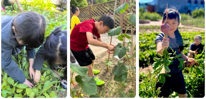 北京市朝阳区凯文学校种植园