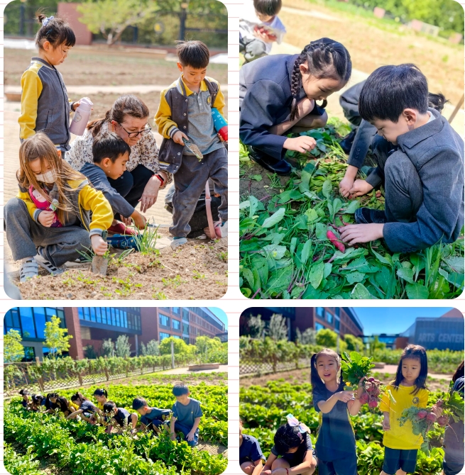 北京市朝阳区凯文学校种植园