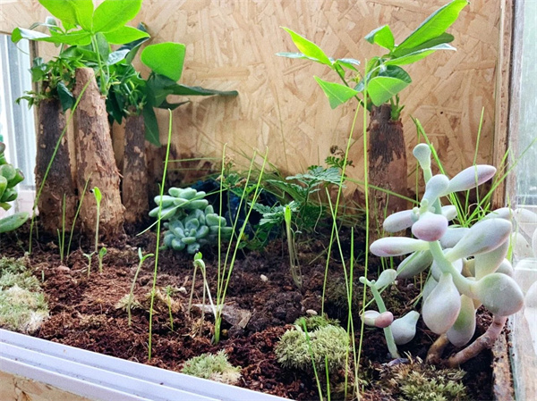 爱迪毕业生|李晓峰