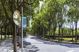 摄图网_500497124_上海华东政法大学校园路(企业商用).jpg